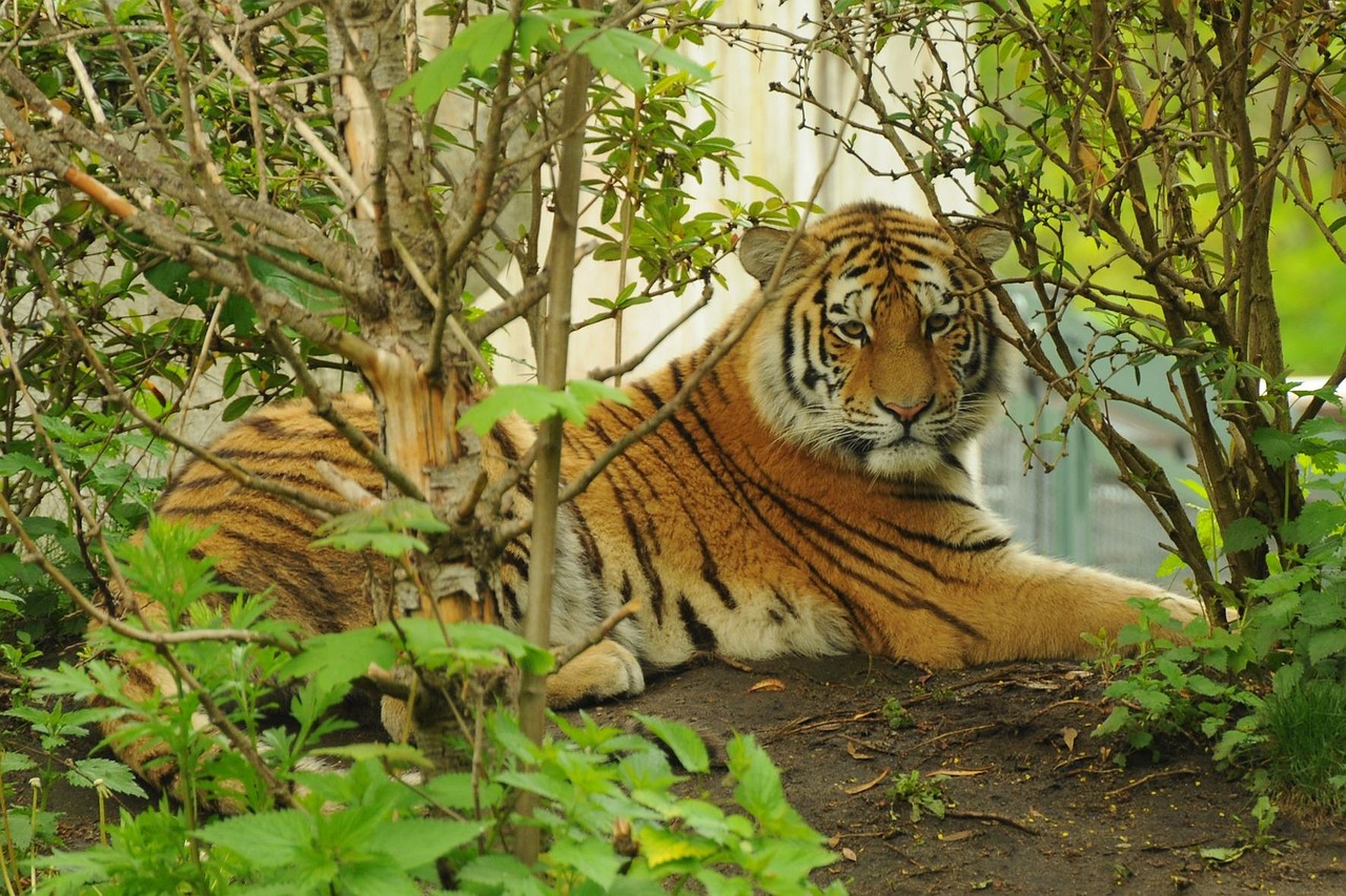 世界第二大猫科动物，孟加拉虎——丛林中的威猛王者