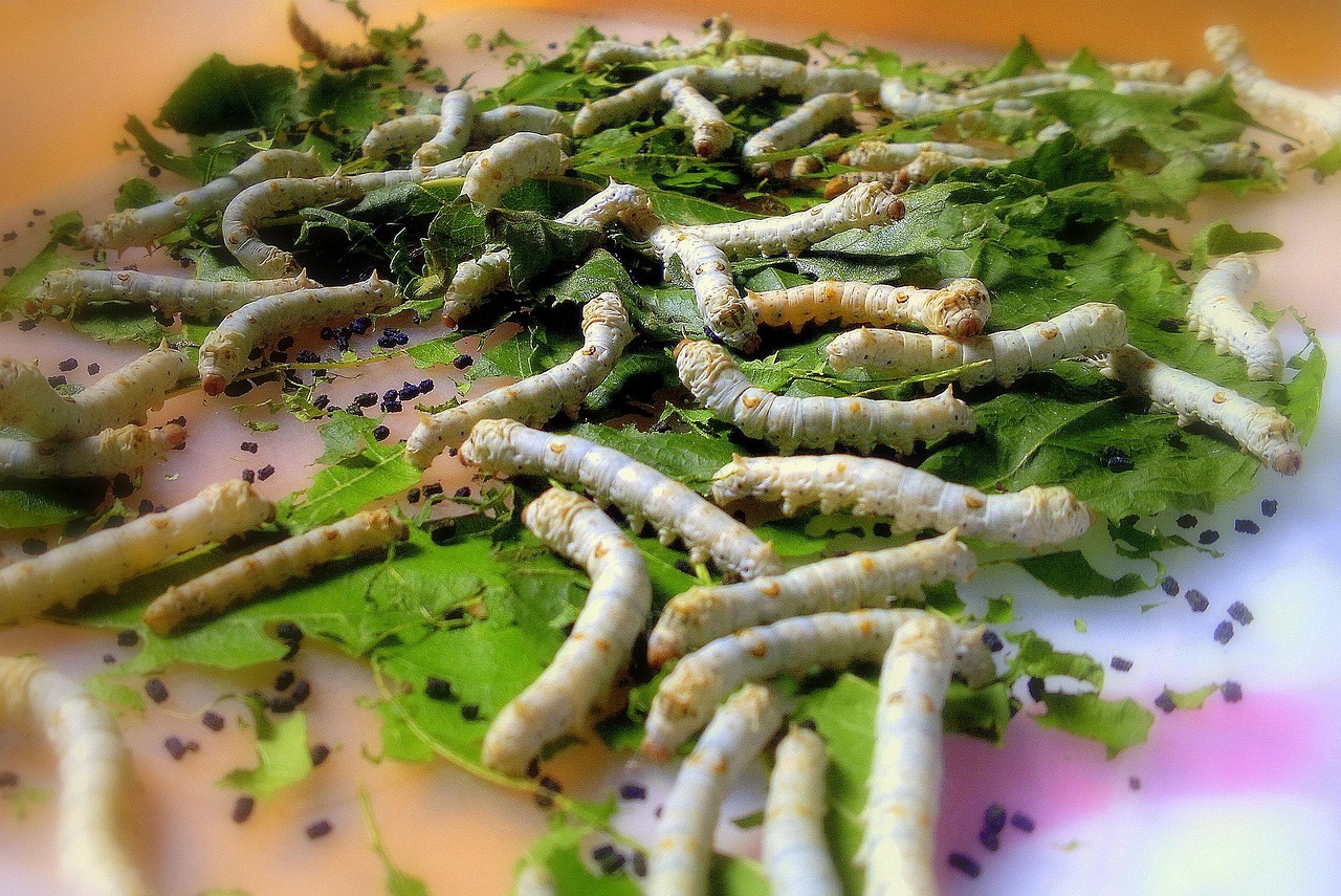 蚕宝宝结茧前的准备，为生命蜕变保驾护航